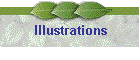 Illustrations